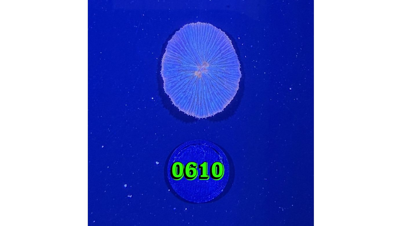 Fungia sp. WYSIWYG 0610