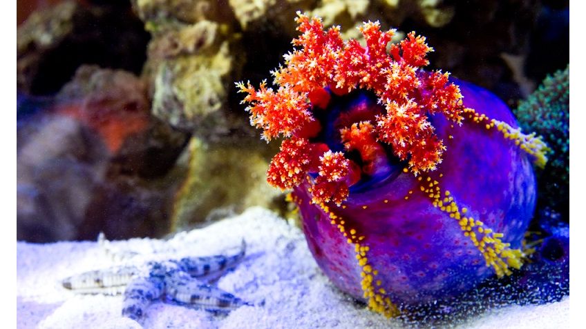 Pseudocolochirus Violaceus - Seeapfel