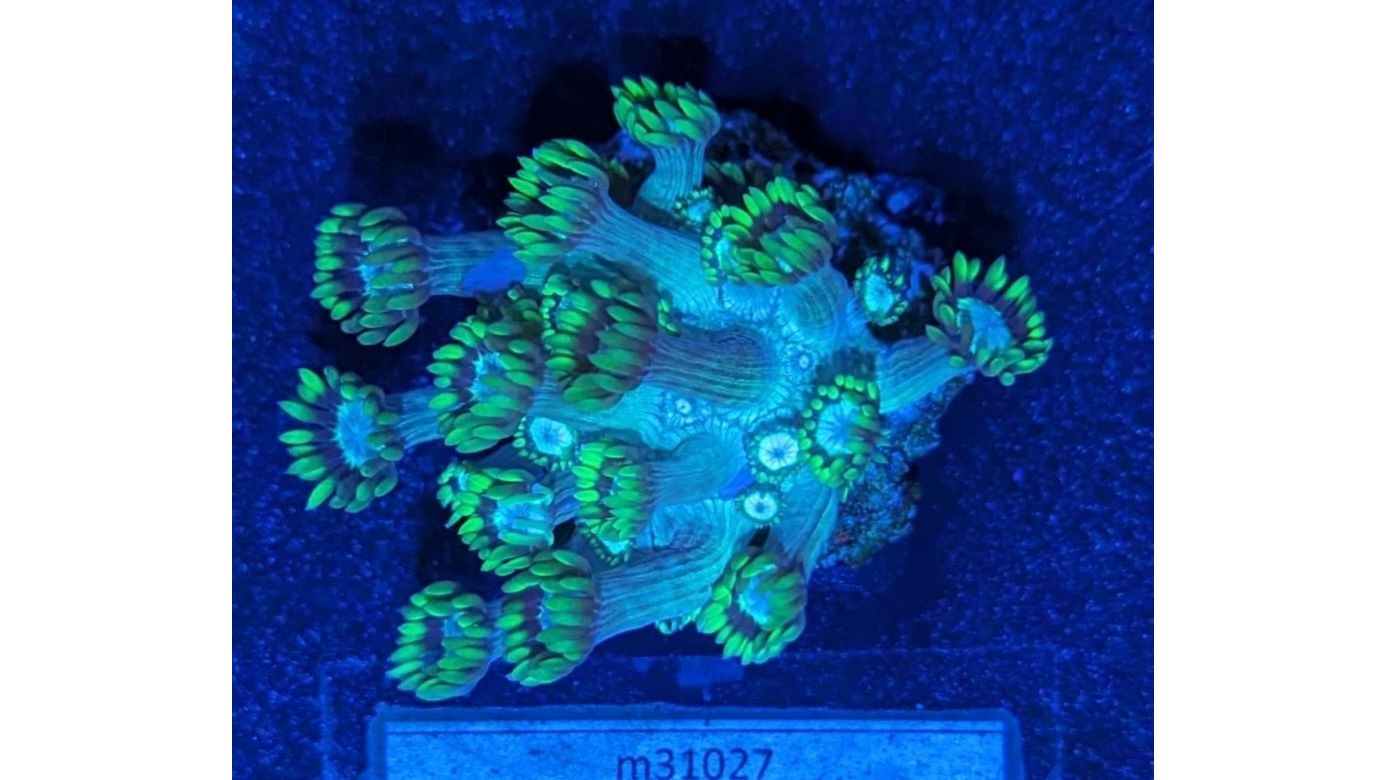 Goniopora - Margeritenkoralle Grün Deutsche Nachzucht 0002