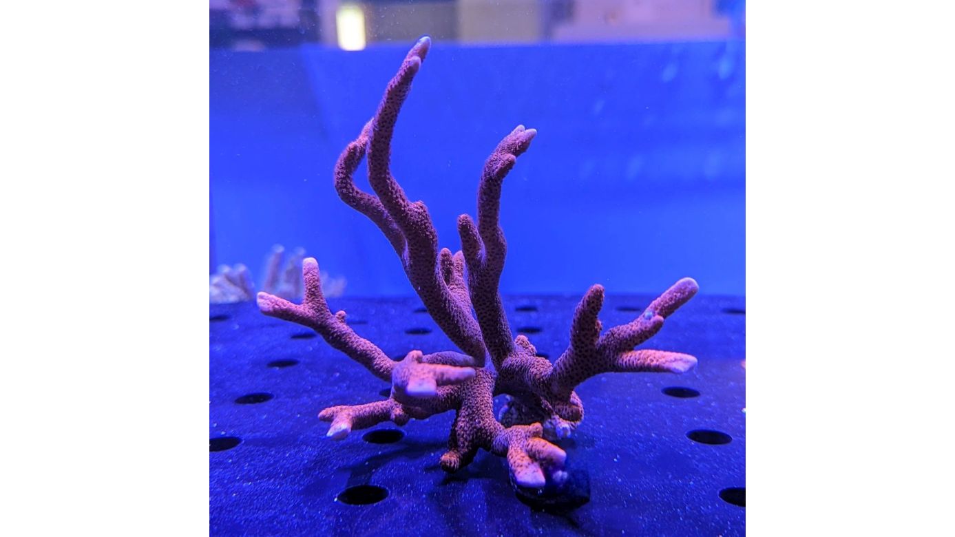 Montipora digitata - Kleinpolypige Steinkoralle Rot Deutsche Nachzucht 0061