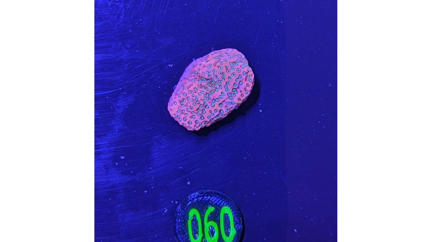 Montipora sp.- Kleinpolypige Steinkoralle Tropical Thunder Deutsche Nachzucht 0060