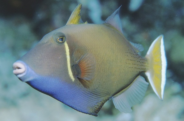 Sufflamen chrysopterum - Weissband-Drückerfisch