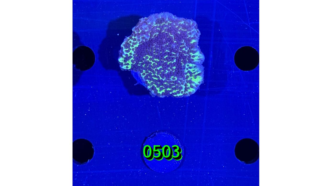 Montipora confusa - Kleinpolypige Steinkoralle Deutsche Nachzucht 0503