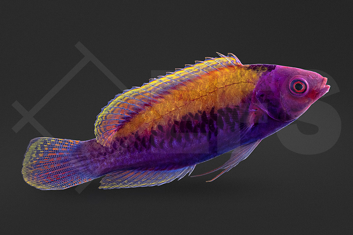 Cirrhilabrus aurantidorsalis - Orangerücken - Zwerglippfisch