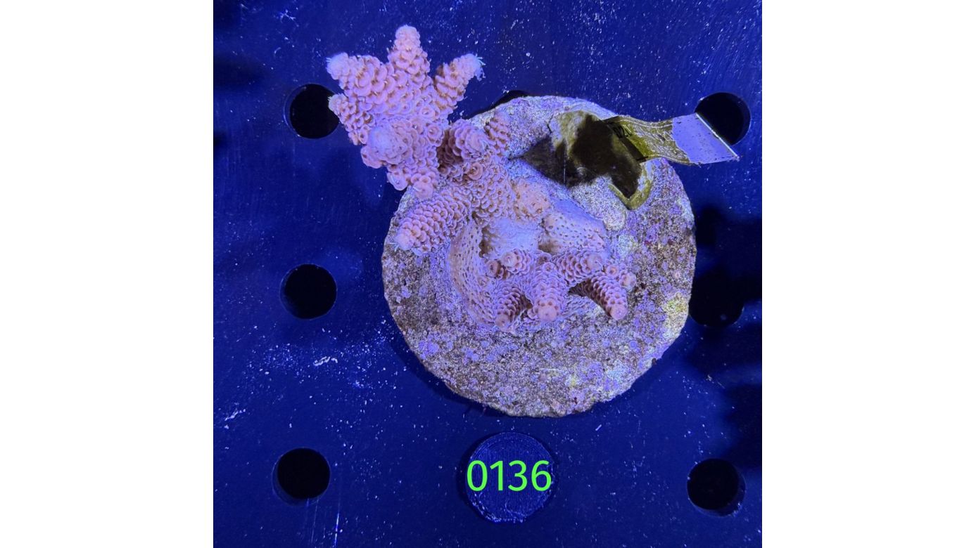 Acropora sp. WYSIWYG 0136
