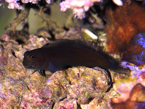 Atrosalarias fuscus - Brauner Korallen Schleimfisch