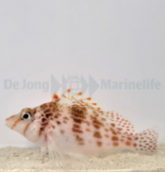 Cirrhitichthys falco - Falks Korallenwächter