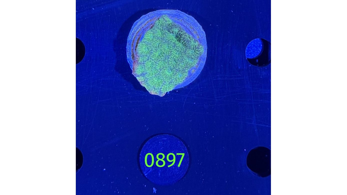 Favia sp. - Hirnkoralle DNZ 0897