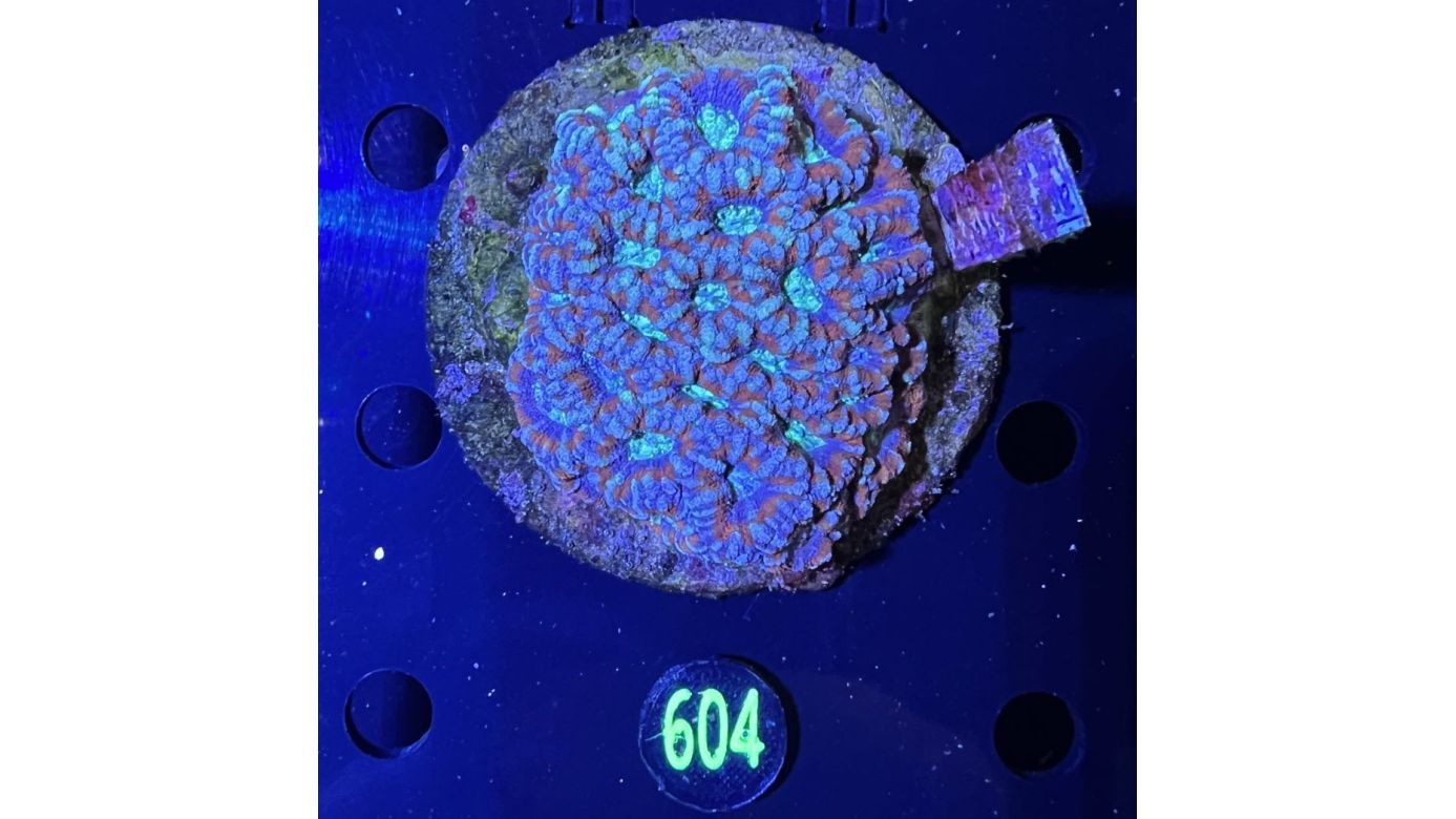 Acanthastrea lordhowensis WYSIWYG 0604