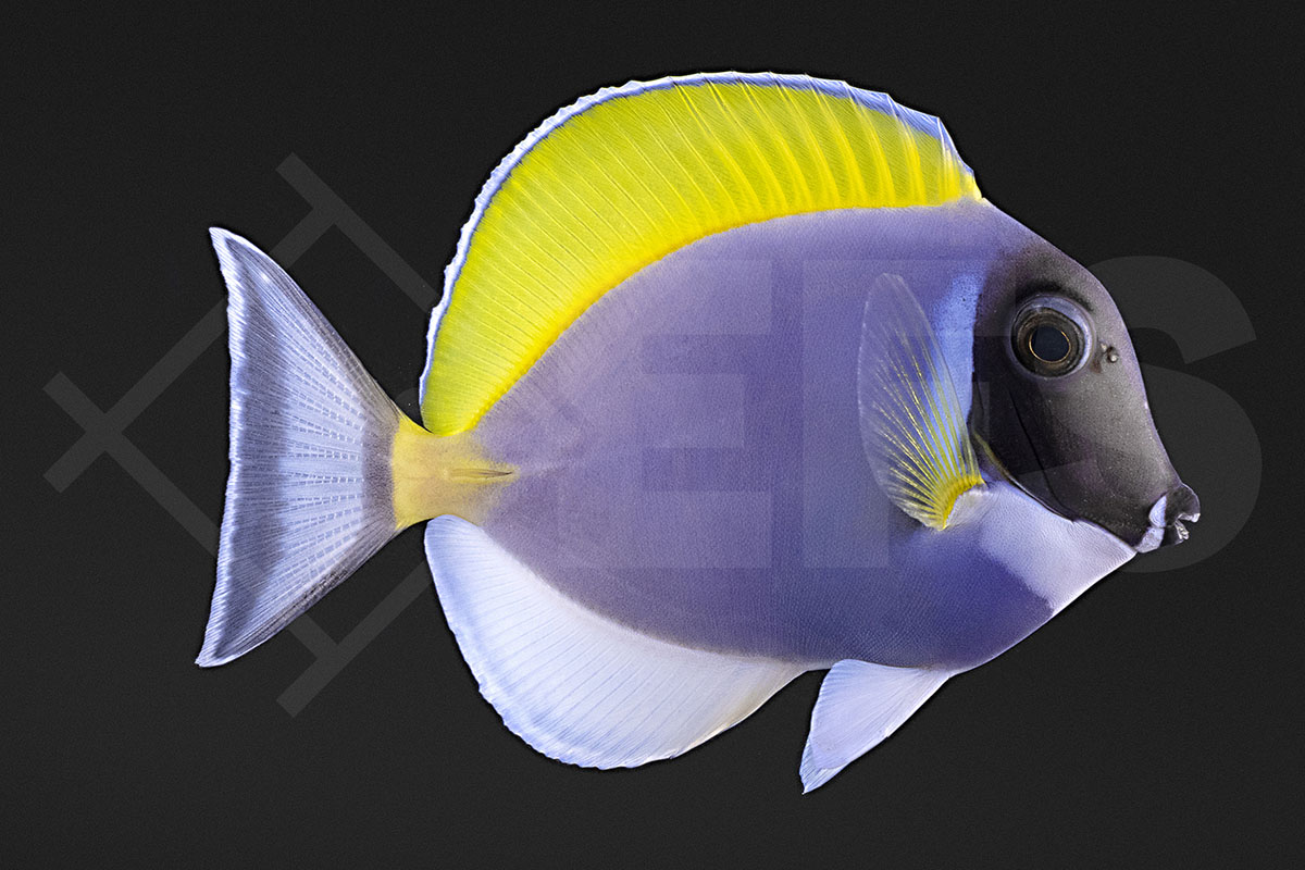 Acanthurus leucosternon - Weißkehl Doktorfisch