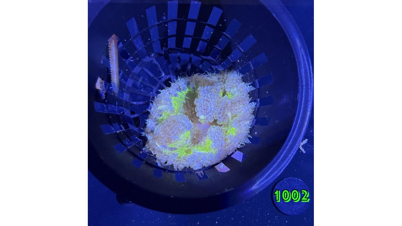 Phymanthus crucifer - Perlenanemone WYSIWYG 1002