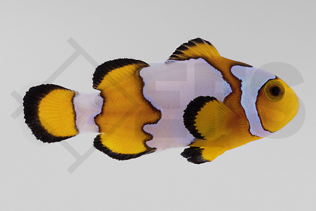Amphiprion ocellaris - Falscher Clownfisch "Premium Snowflake" NZ