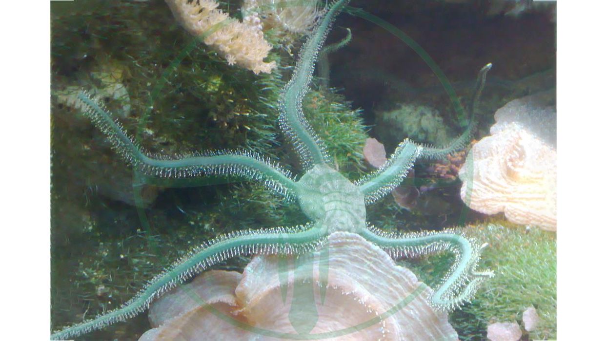 Ophiarachna incrassata - Olivgrüner Schlangenstern