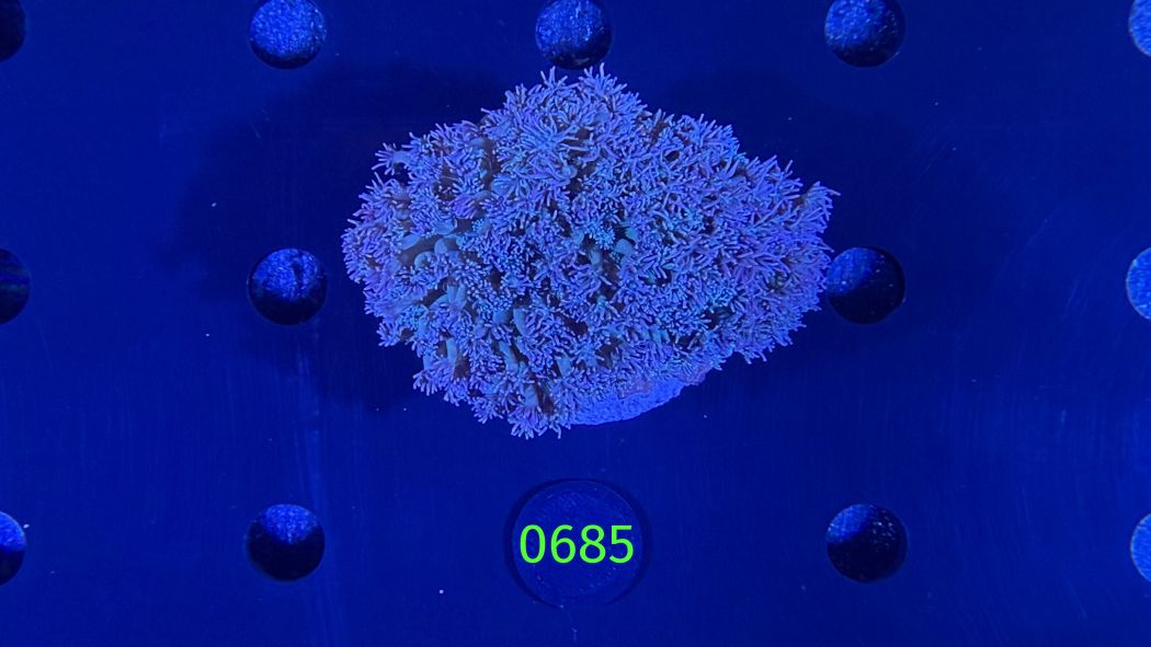 Goniopora sp. WYSIWYG 0685