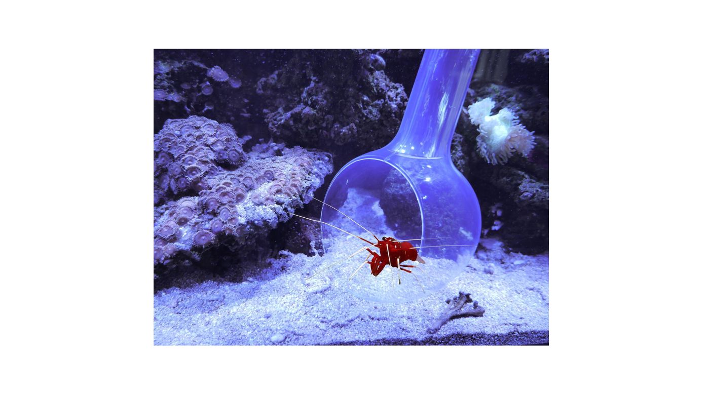 Aqua Medic Catch Bowl Fangkelle