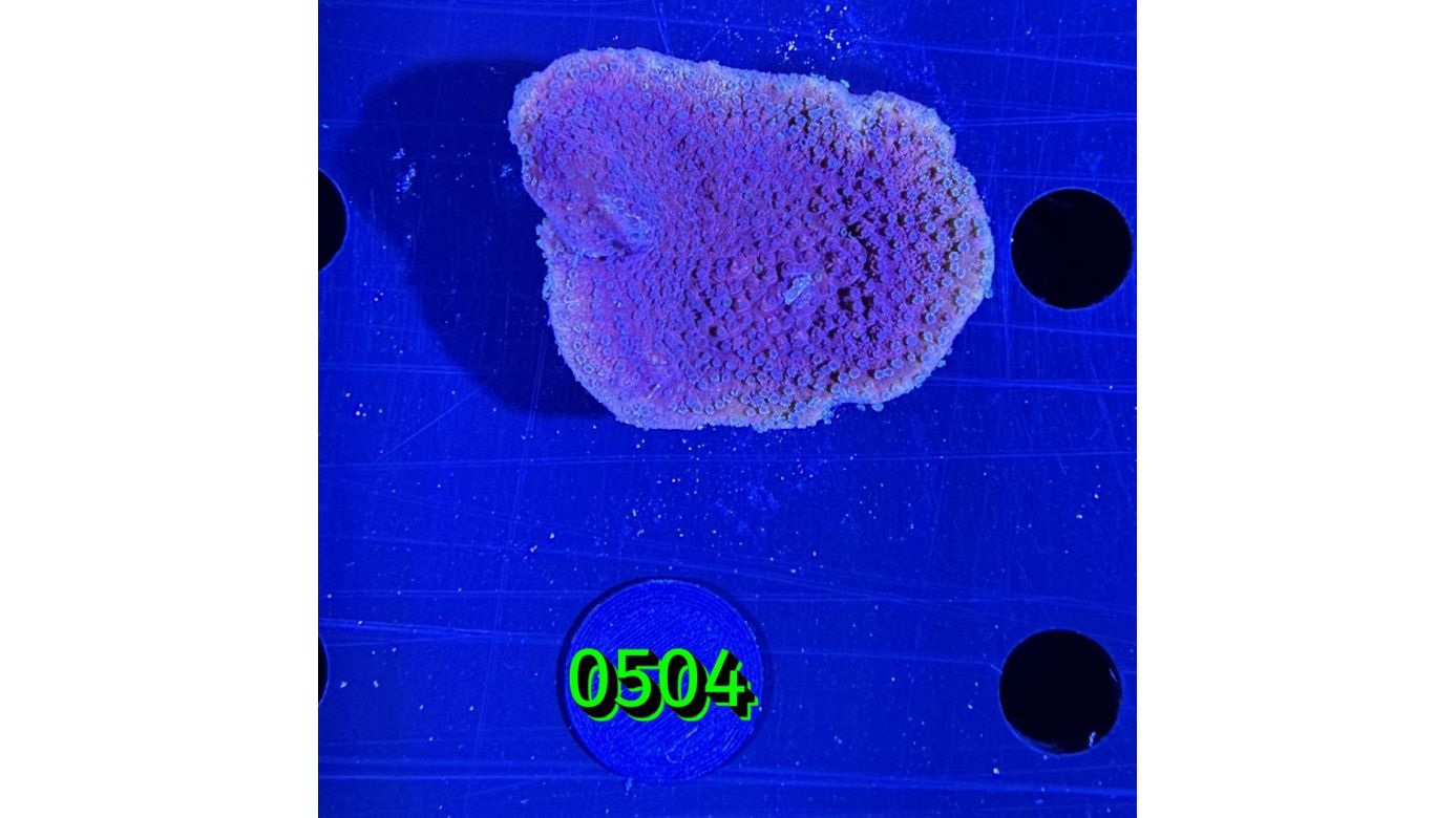 Montipora sp.- Kleinpolypige Steinkoralle "lila" Deutsche Nachzucht 0504