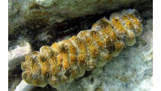 Holothuria floridana - Florida Seewalze