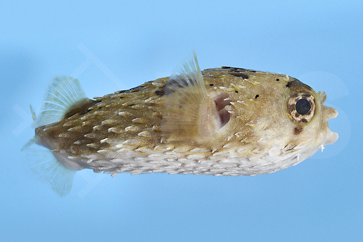 Diodon holocanthus - Langstachel-Igelfish