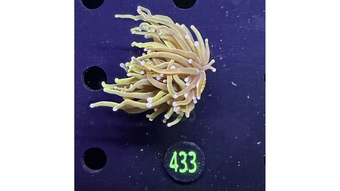 Euphyllia glabrescens - Fackelkoralle Torch 1 Kopf 0433