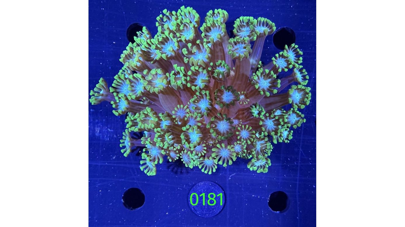 Alveopora tizardi - Margeritenkoralle Deutsche Nachzucht 0181