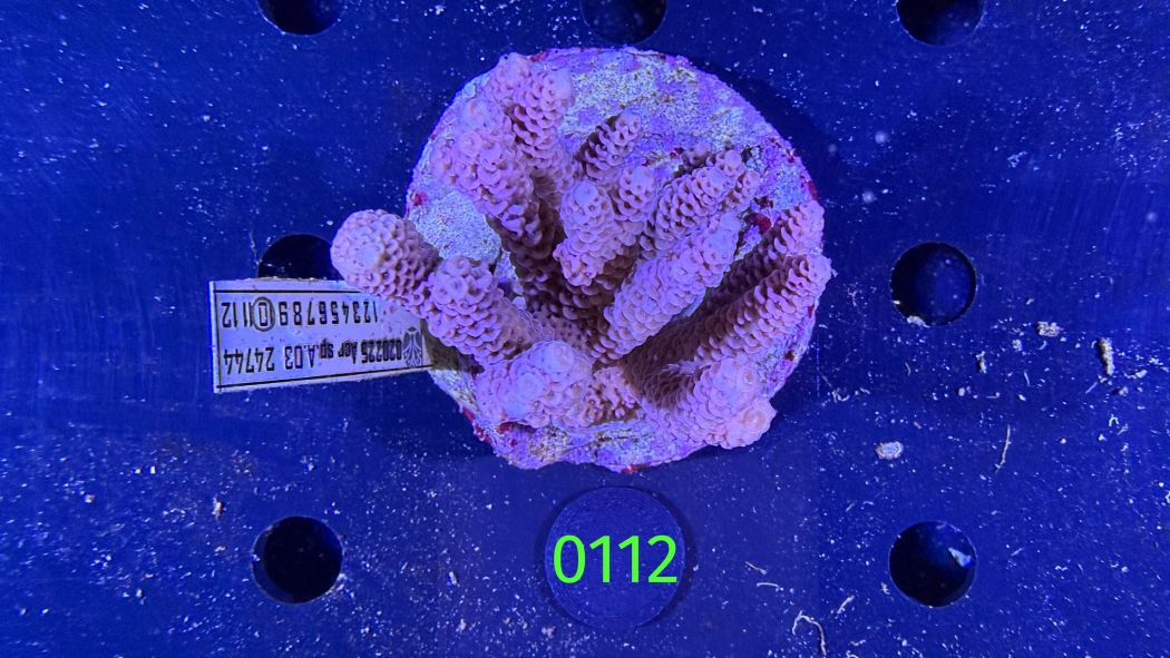 Acropora sp. WYSIWYG 0112