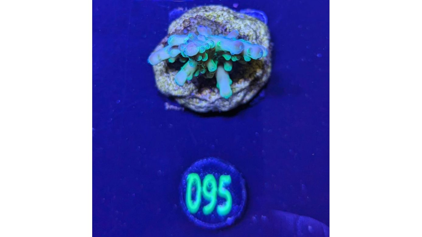 Acropora sp. - Frogskin grün Steinkoralle Deutsche Nachzucht 0095