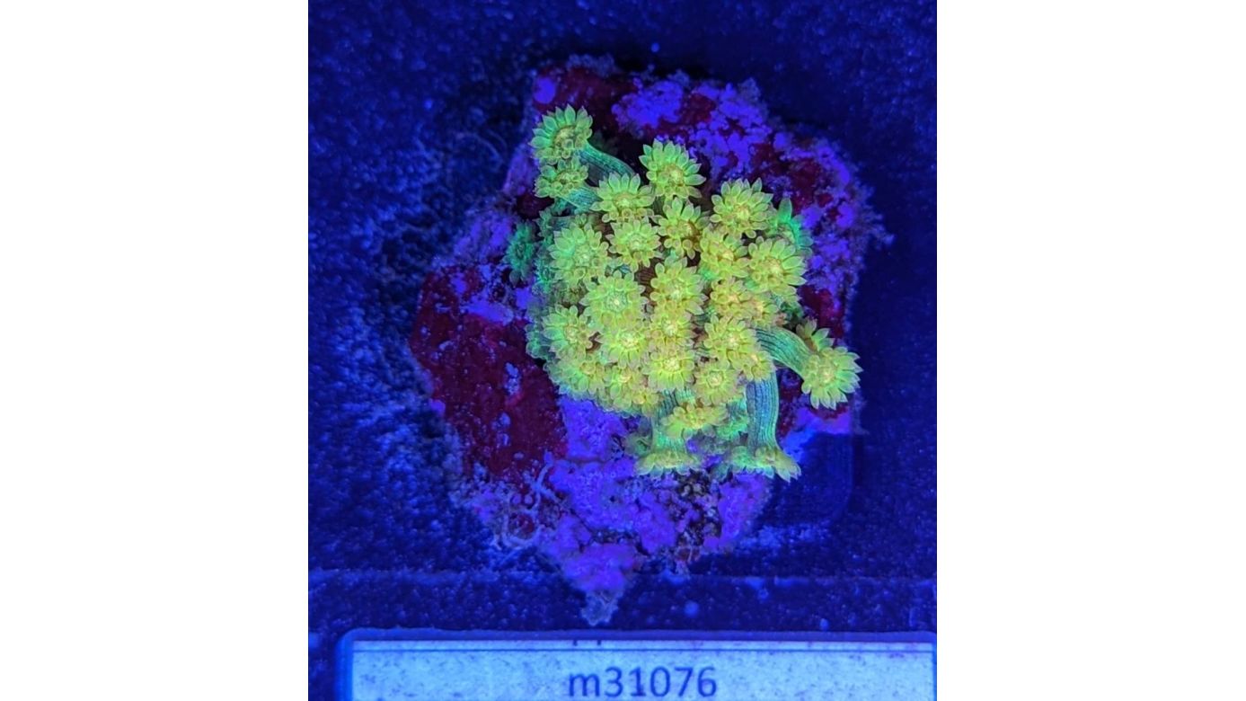 Goniopora sp. - Margeritenkoralle Golden Nugget Deutsche Nachzucht 0006