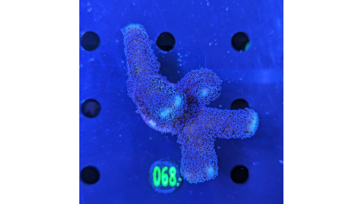 Stylophora pistillata - Milka Steinkoralle Deutsche Nachzucht 0068