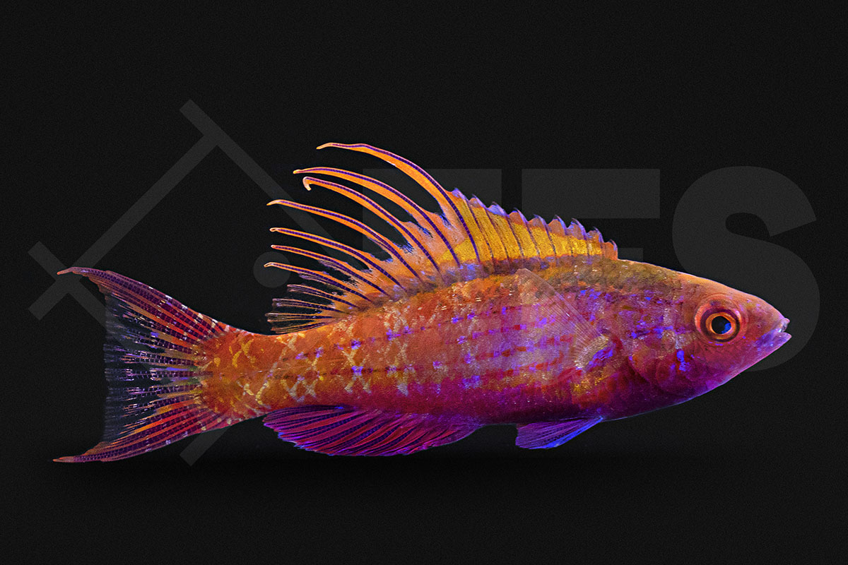 Paracheilinus cyaneus - Blauer Zwerglippfisch