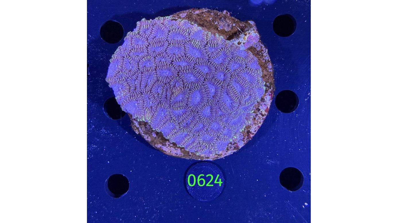 Favia sp. WYSIWYG 0624