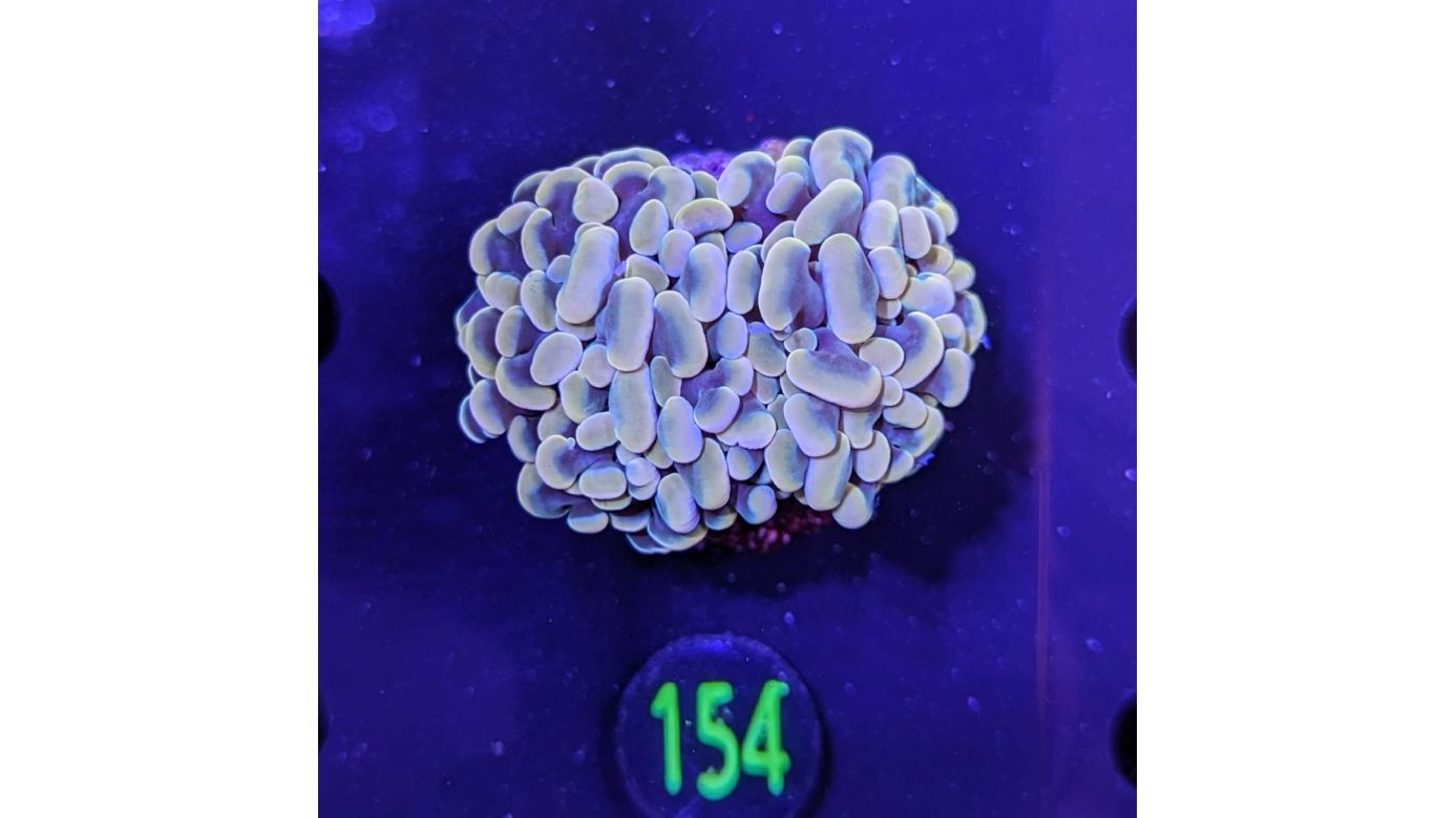 Euphyllia baliensis - Brombeeren Koralle Gold Deutsche Nachzucht 0154