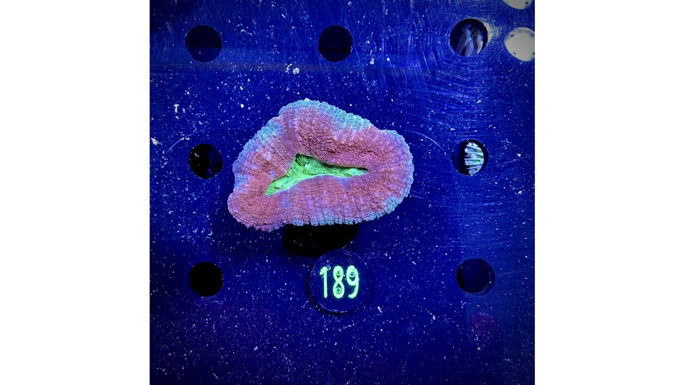 Lobophyllia sp. 0189