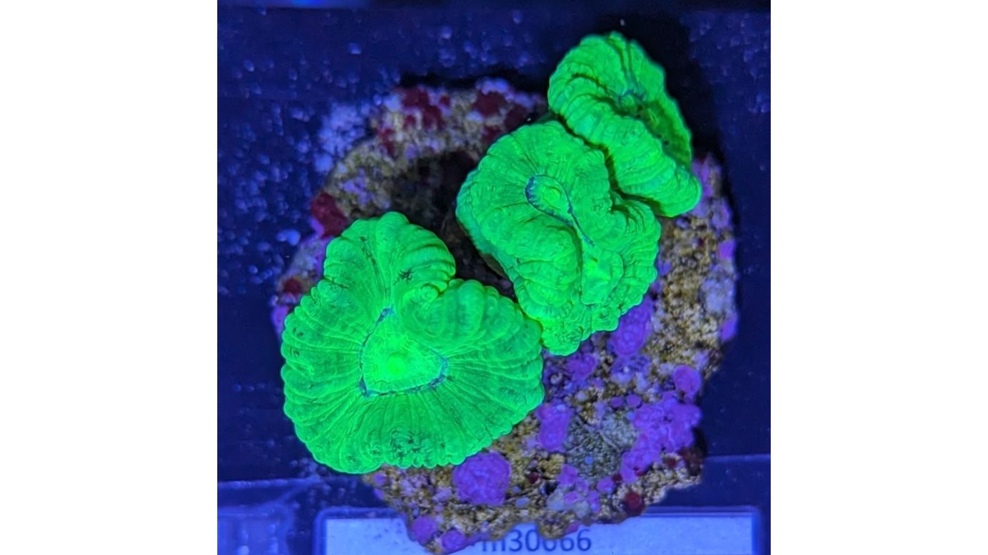 Caulastraea furcata - Trompetenkoralle neongrün Deutsche Nachzucht 0035