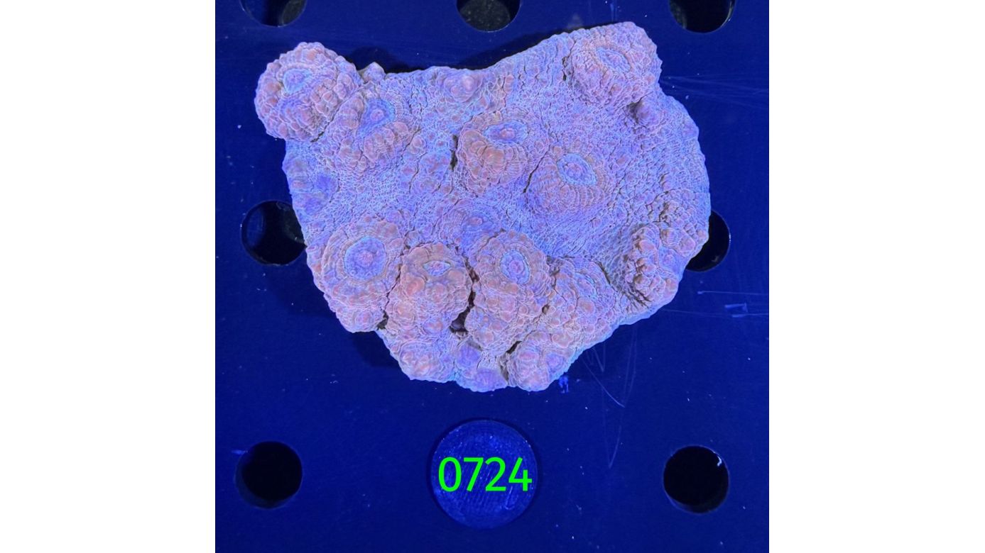 Echinophyllia/Chalice WYSIWYG 0724