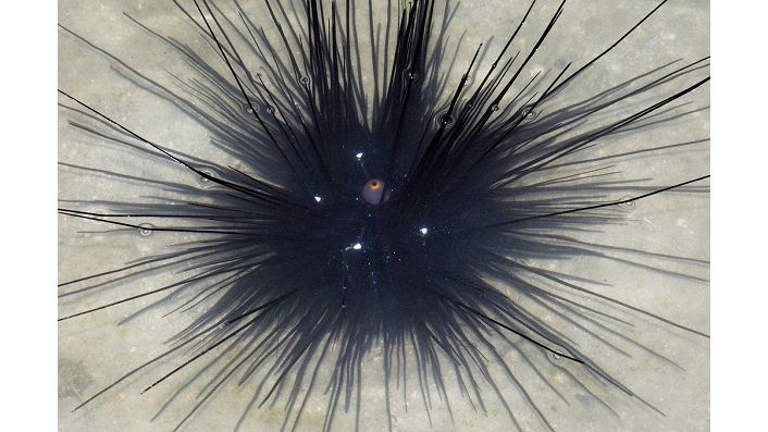 Diadema setosum - Diadem-Seeigel