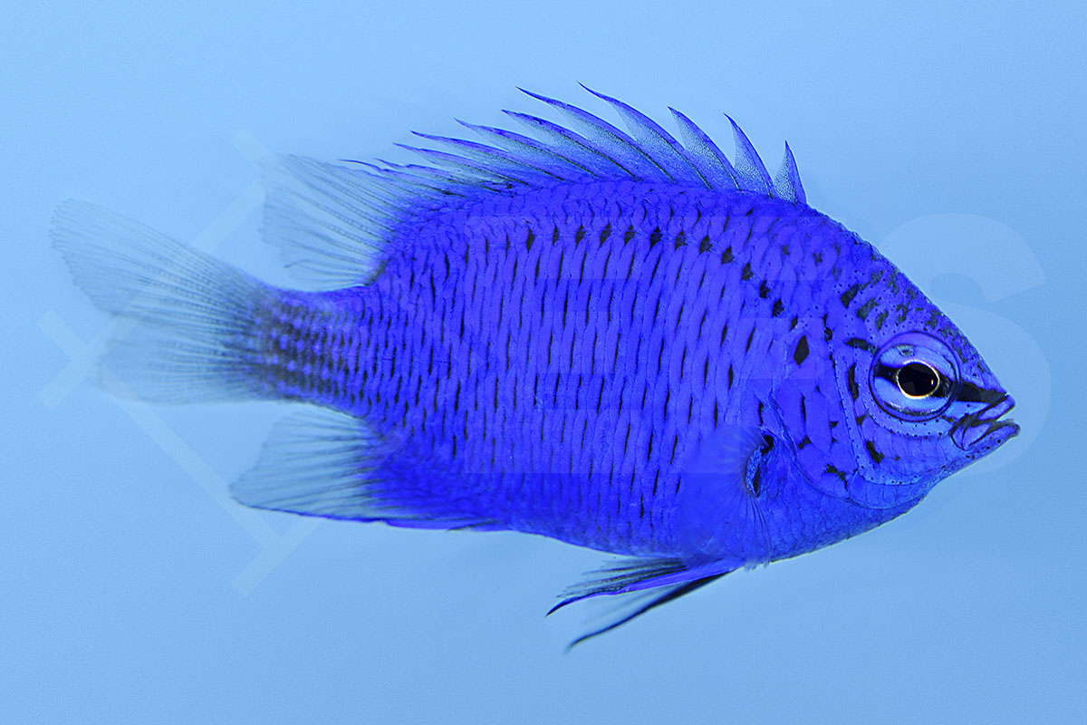 Chrysiptera springeri - Springer´s Demoiselle