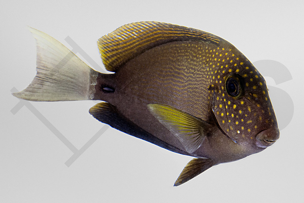 Acanthurus maculiceps - Punktgesicht Doktorfisch