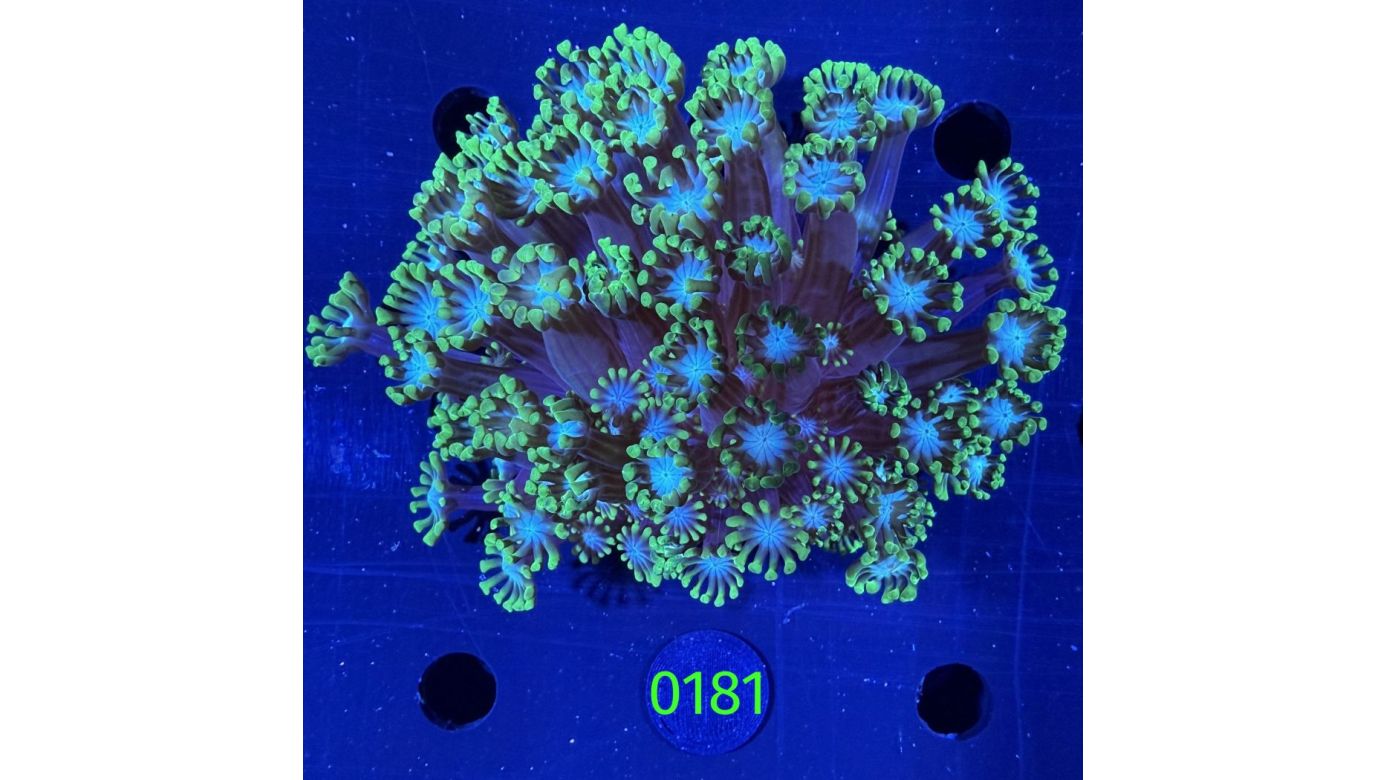 Alveopora tizardi - Margeritenkoralle Deutsche Nachzucht 0181
