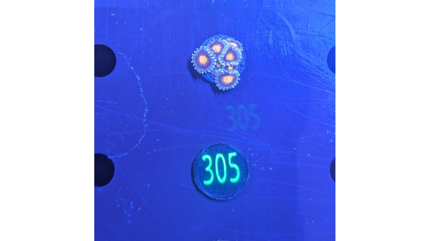 Zoanthus sp. - Krustenanemone Mary Jane PlanktonPlus Nachzucht 0305