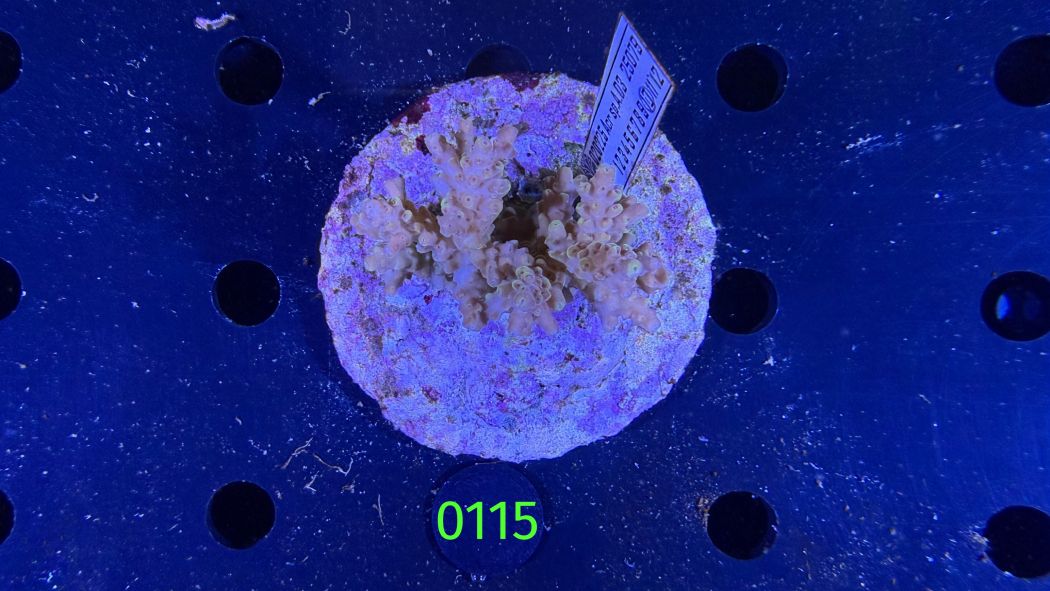 Acropora sp. WYSIWYG 0115