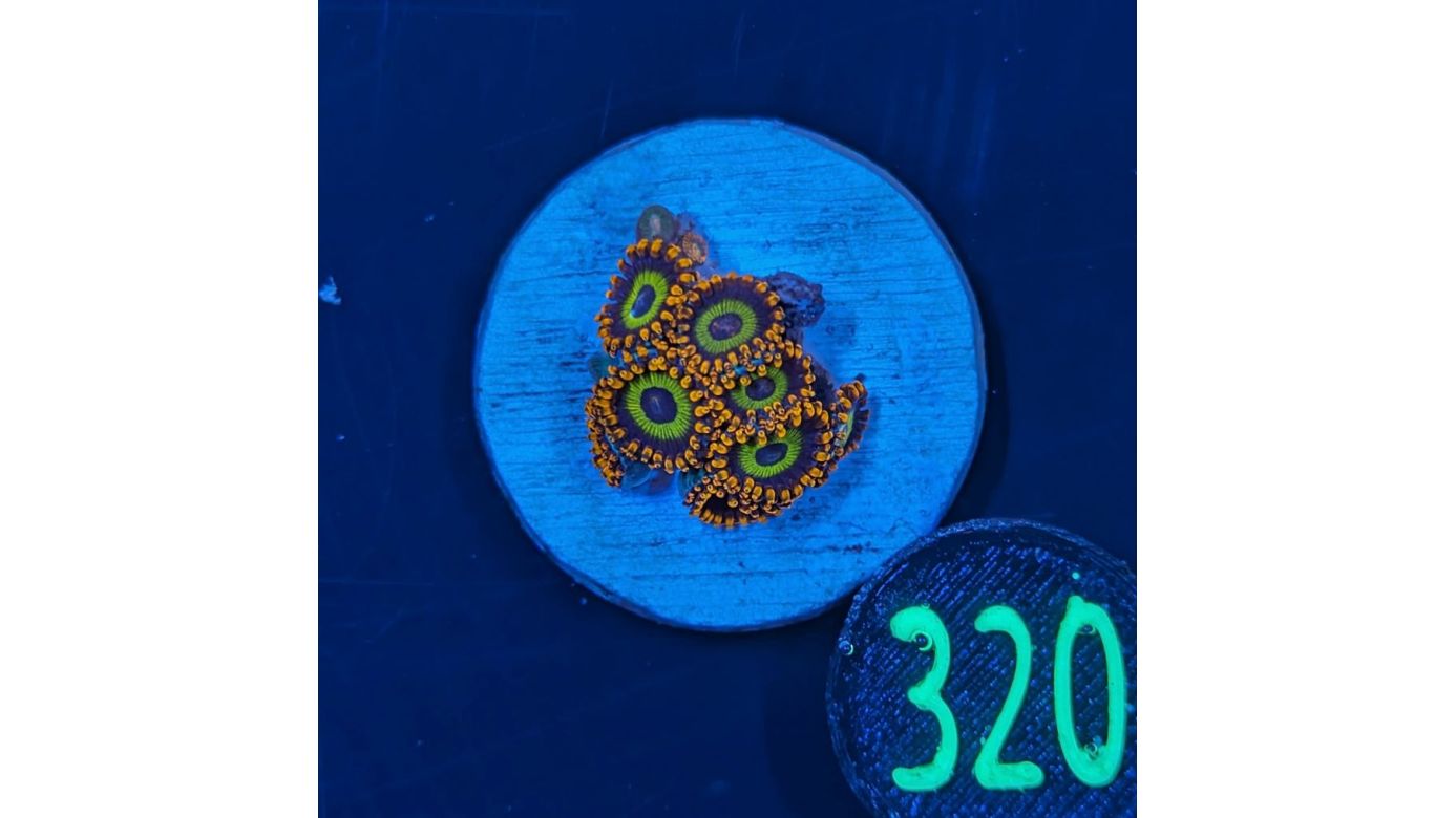 Zoanthus sp. - Krustenanemone Fruit Loop PlanktoPlus Nachzucht 0320