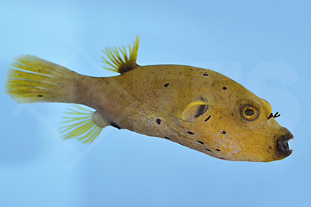 Arothron nigropunctatus - Schwarzflecken-Kugelfisch