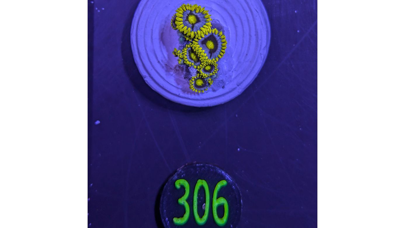 Zoanthus sp. - Krustenanemone "Blueberry Pie" PlanktonPlus Nachzucht 0306