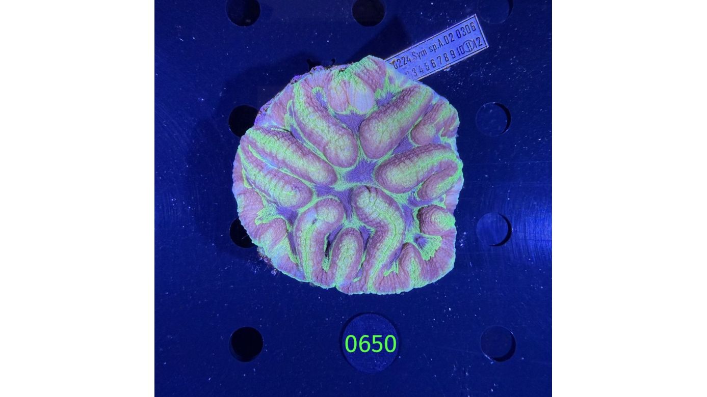 Symphyllia sp. WYSIWYG 0650