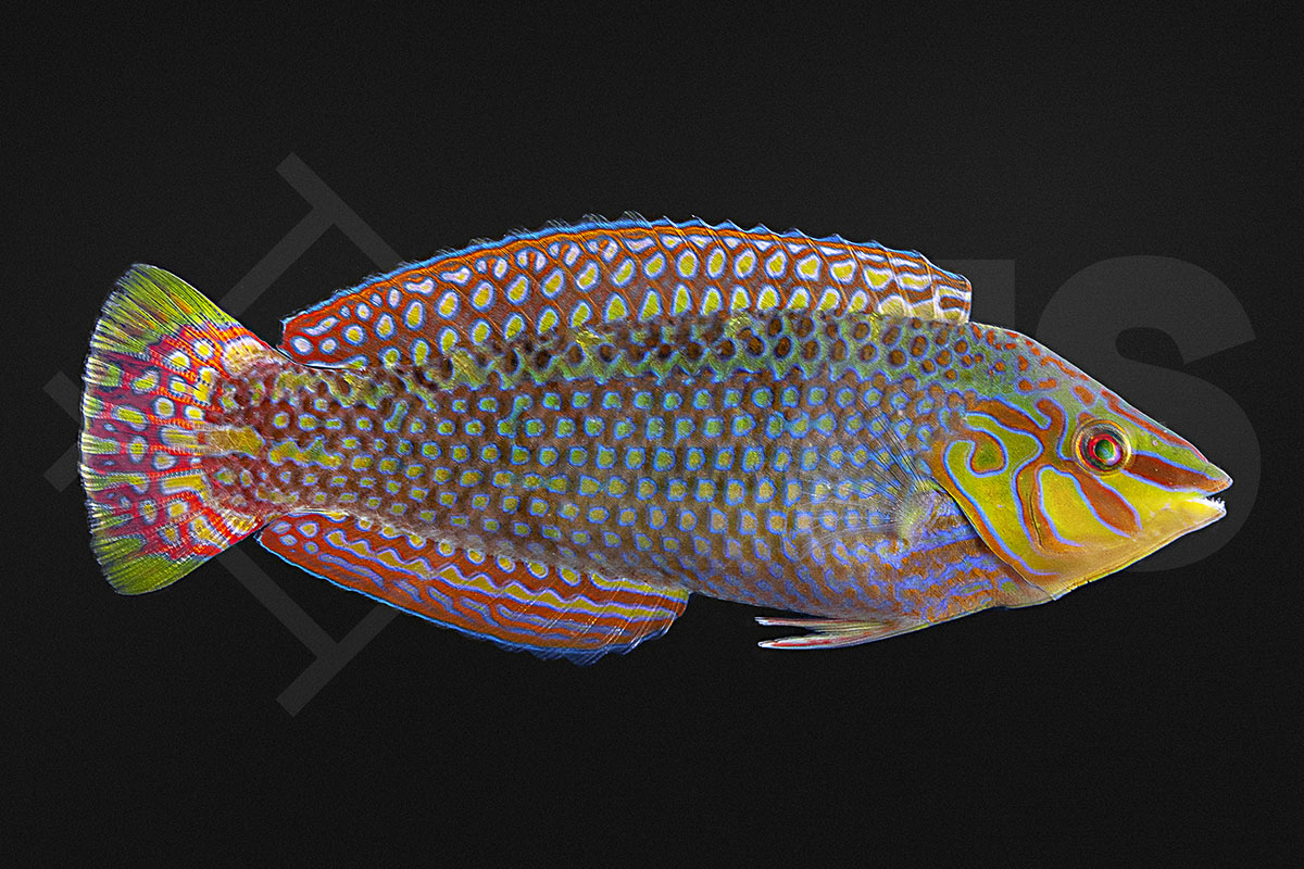 Halichoeres argus - Seegras-Junker