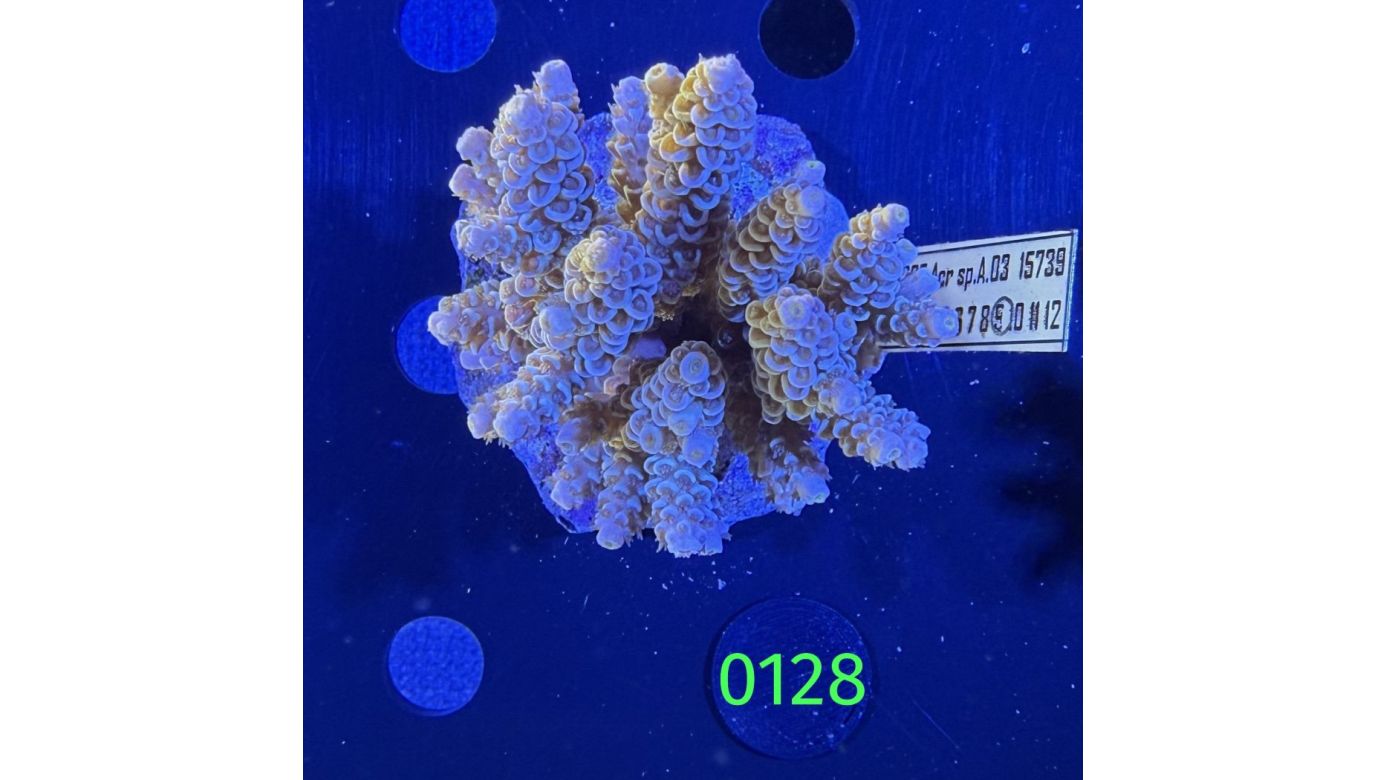 Acropora sp. WYSIWYG 0128