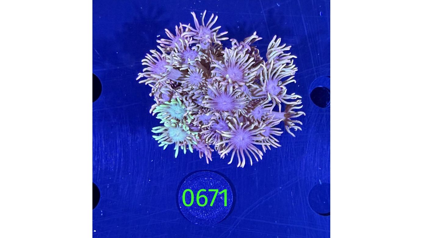 Goniopora sp. WYSIWYG 0671