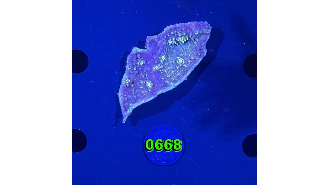 Echinopora sp. WYSIWYG 0668