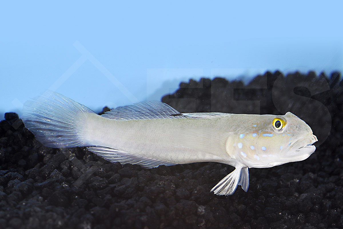 Valenciennea sexguttata - Sechspunkt Schläfergrundel