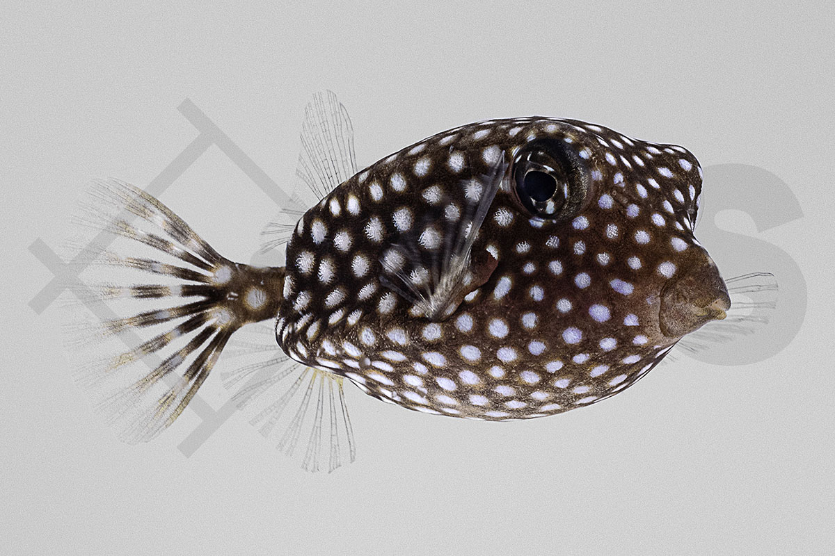 Ostracion meleagris - Weißpunkt Kofferfisch weiblich